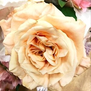 Meet your Posher, Amber